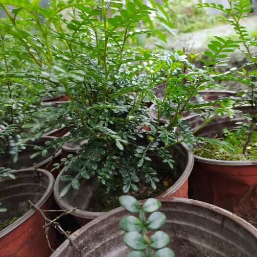 成都 清香木