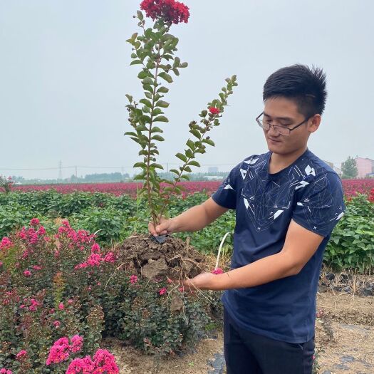 灌云县三红紫薇  红火球紫薇色块小苗