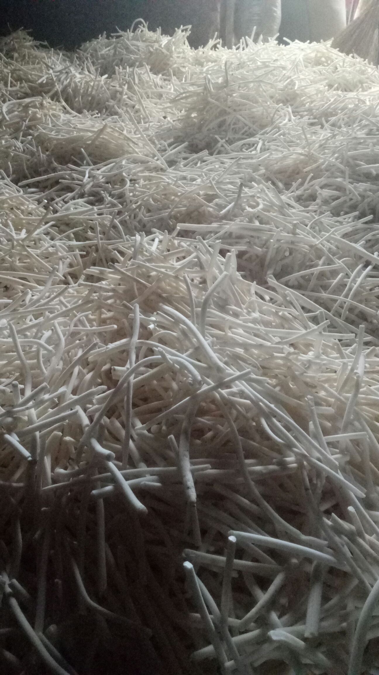  通心草现货，干净白净无杂质懂得下手