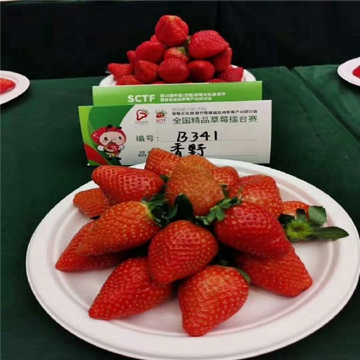 香野草莓苗
  隋珠草莓苗价格多少钱一棵
