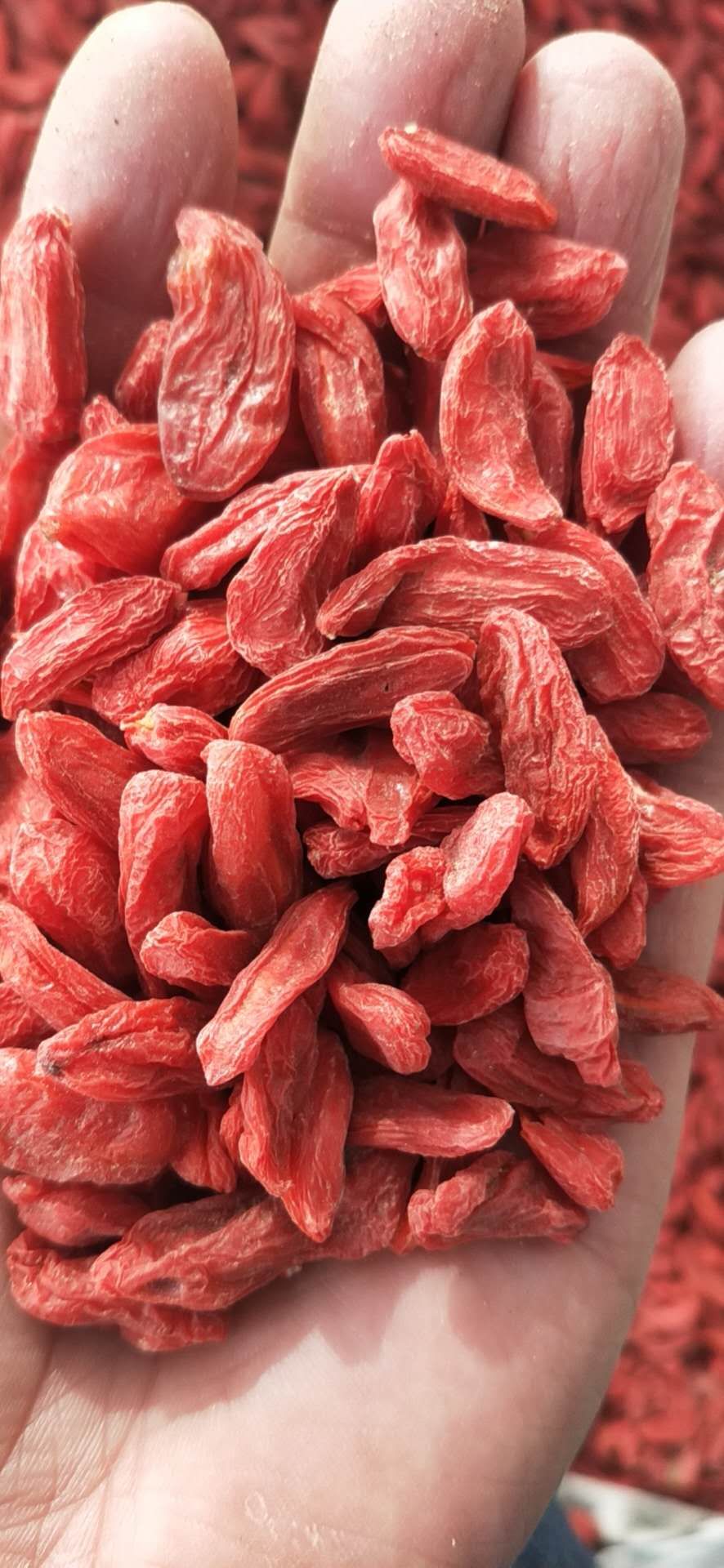 青海柴达木中果红枸杞