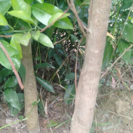 陆川县 丹桂红茶花木