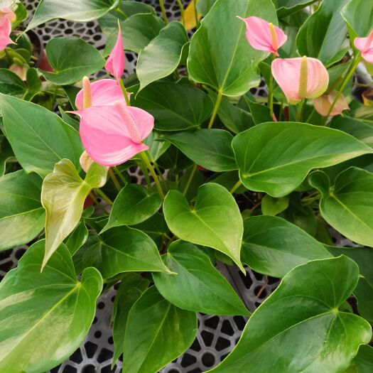 漳平市粉掌盆栽  粉掌白掌盆栽植物室内花卉好养水培一帆风顺大盆水养四季常青绿植