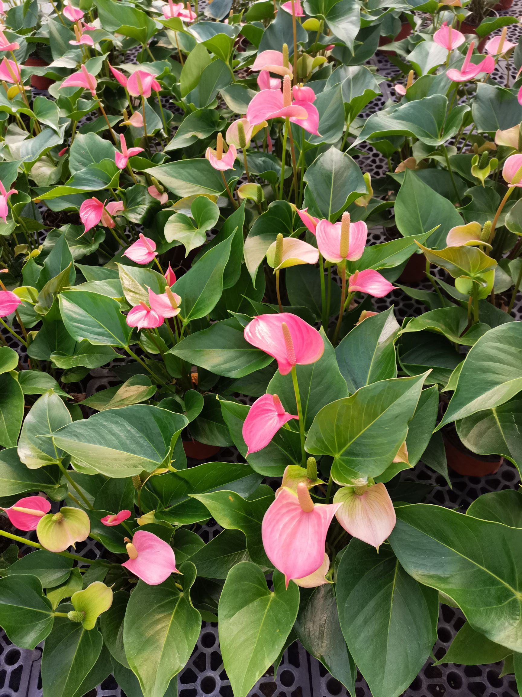 粉掌盆栽  粉掌白掌盆栽植物室内花卉好养水培一帆风顺大盆水养四季常青绿植