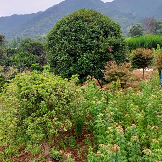 全州县4米冠地笼桂花树