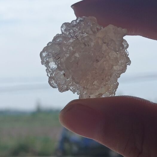 随县拉丝雪燕