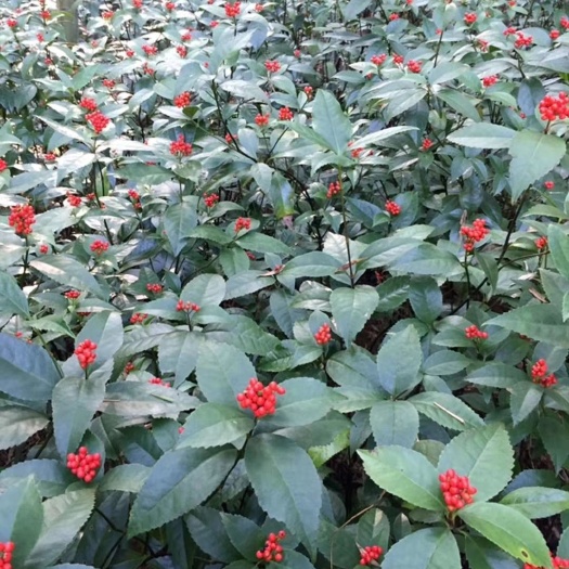 弋阳县草珊瑚  别名九节茶，肿节风，观音茶