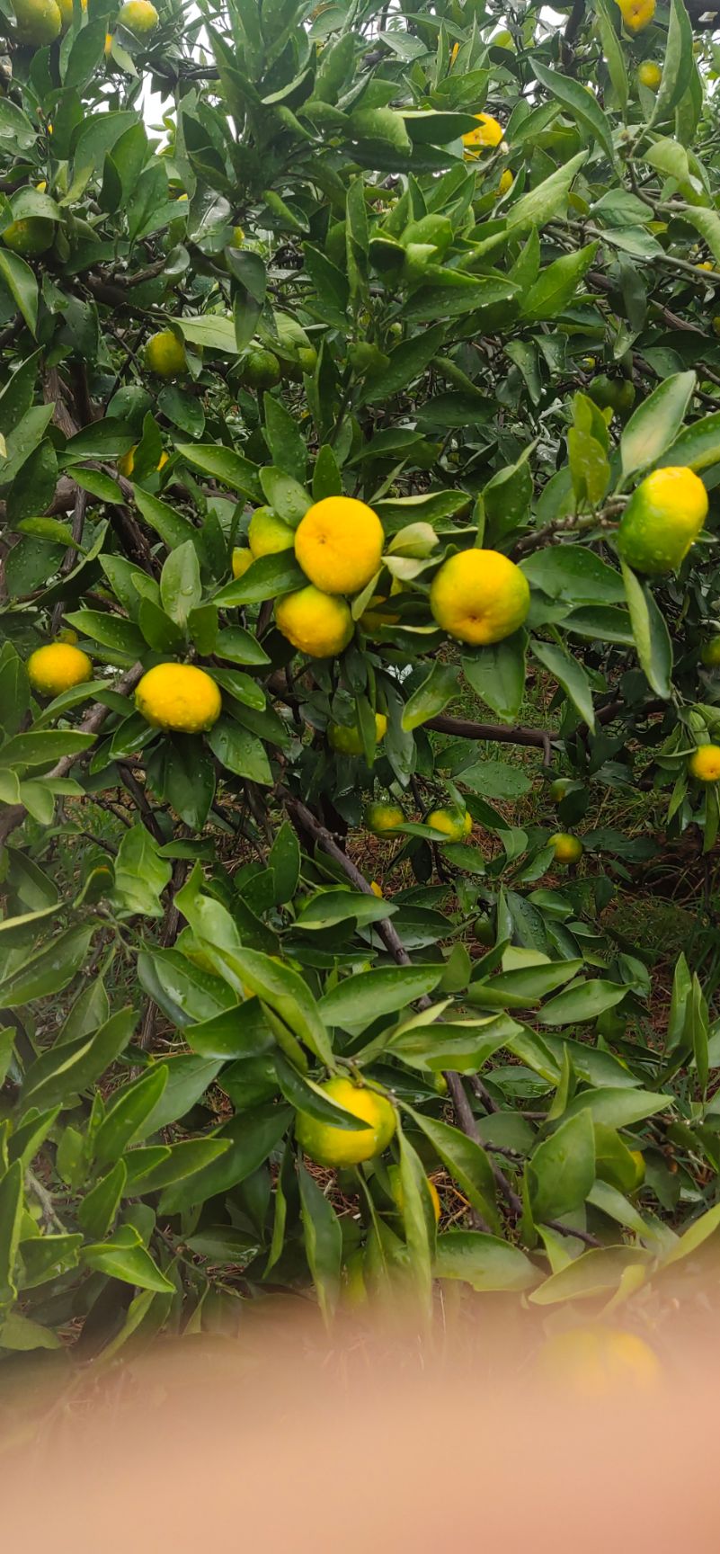 特早蜜桔  特早上市了，口感已经很好了，糖份测试9度左右，市场商机已到。