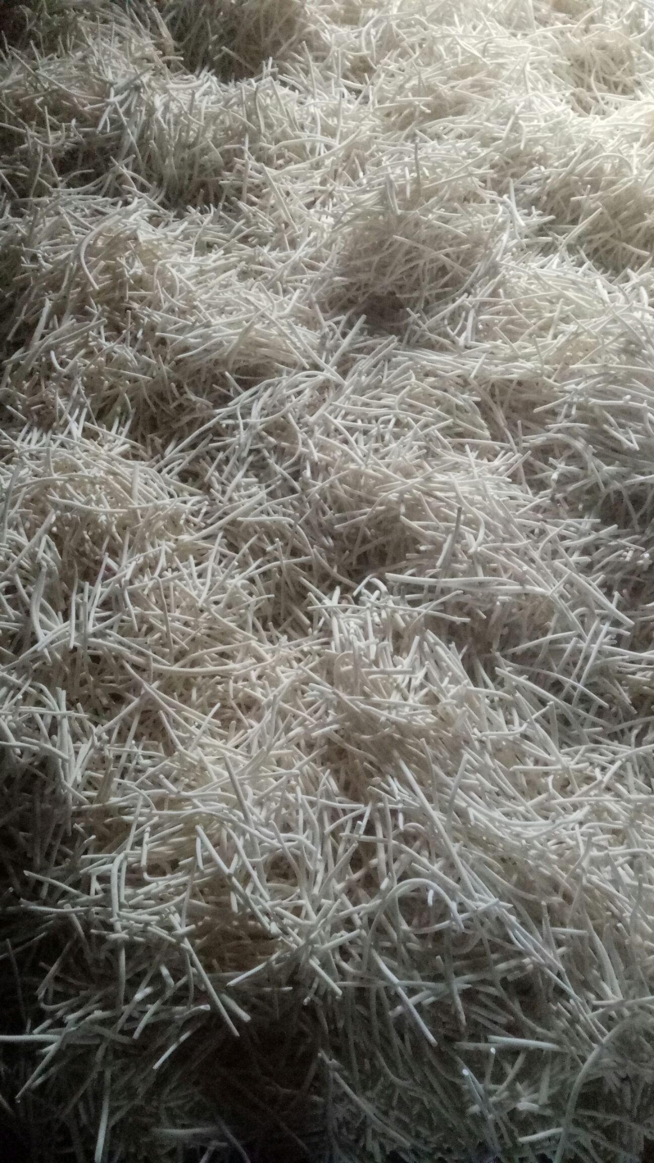 通心草 通草优质货源，出售干度90%有需要的下手