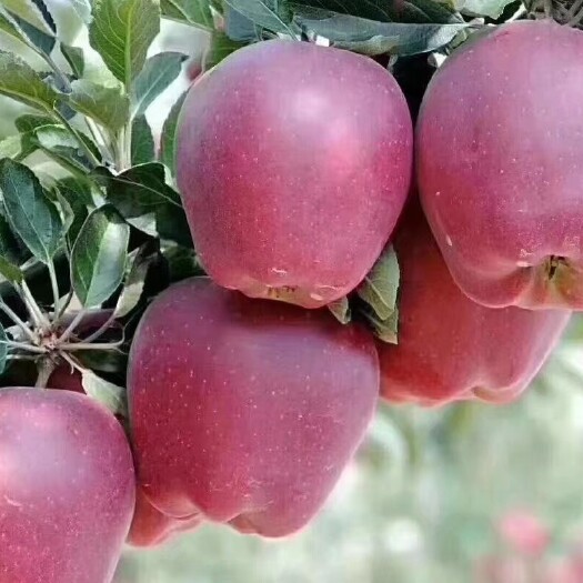 礼县天水花牛蘋果 禮縣花牛蘋果