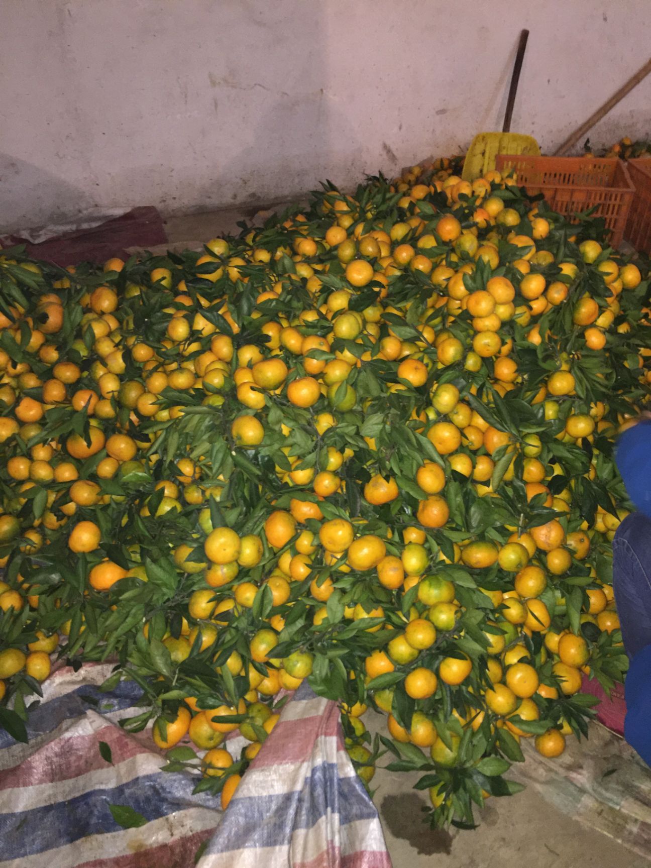 陕西汉中城固柑桔 新鲜水果 柑橘类批发