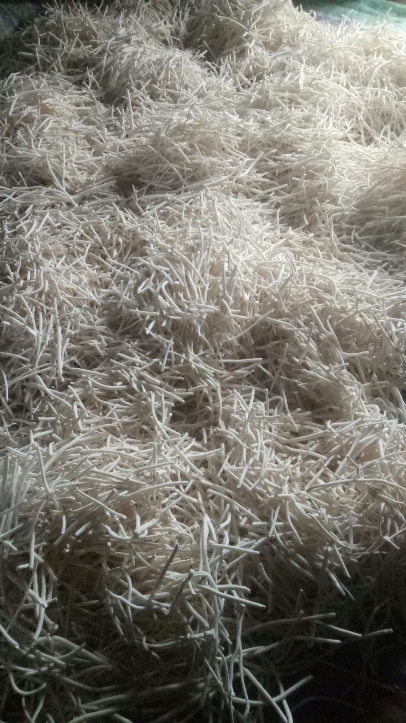  通心草现货，干净白净无杂质懂得下手