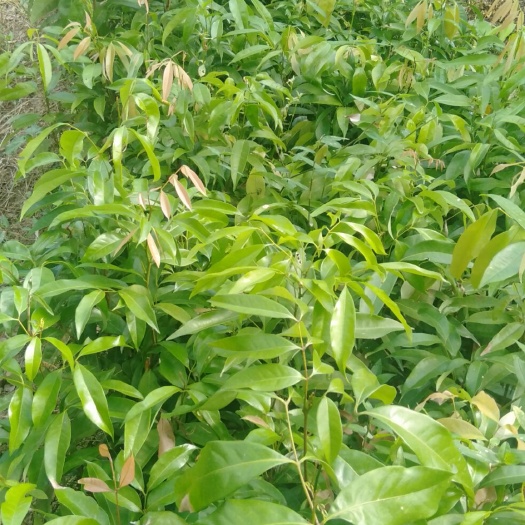 陆川县妃子笑荔枝苗  嫁接妃子笑苗
