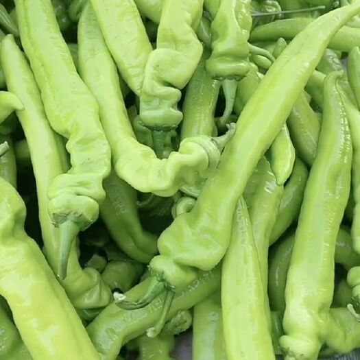 昌黎县鲜尖椒果长25厘米以上硬度好果肉厚黄皮