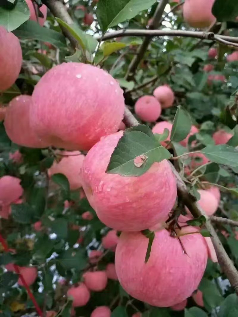 山东红富士苹果 烟台红富士苹果脆甜爽口一件代发