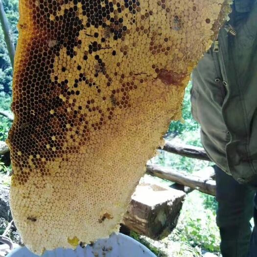 天水土蜂蜜  【中蜂百花蜜】天水与宝鸡交界处秦岭大山高浓度百花蜜