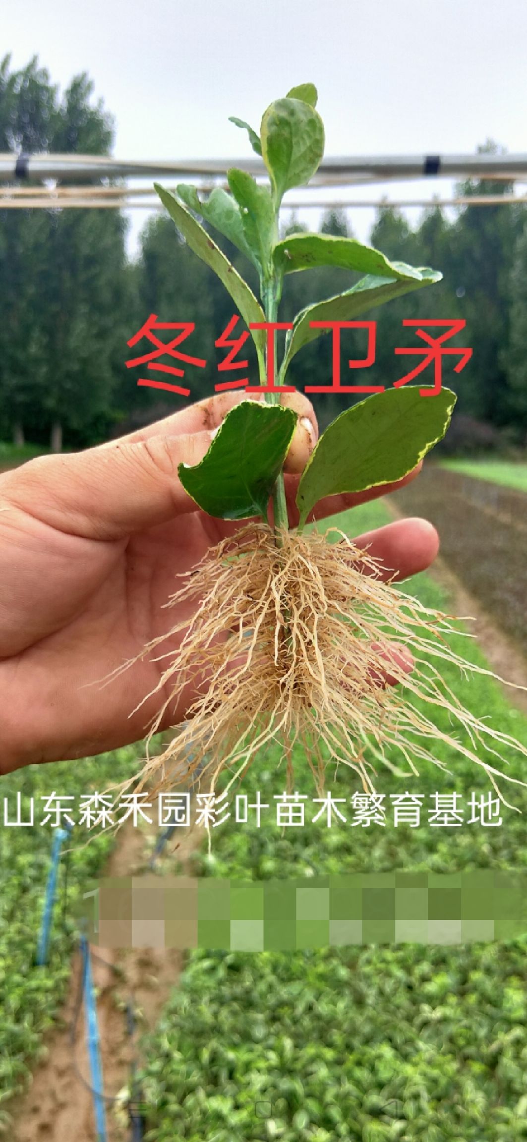 彩叶卫矛 卫矛   自产自销   各种规格大小苗