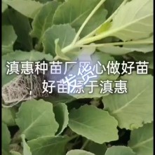 特级大白菜苗，全国包邮，量大从优