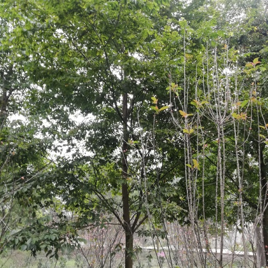 崇州市丛生朴树 移植苗，精品全冠，无中介