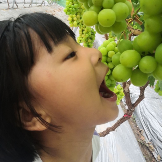 成都阳光玫瑰香印青提