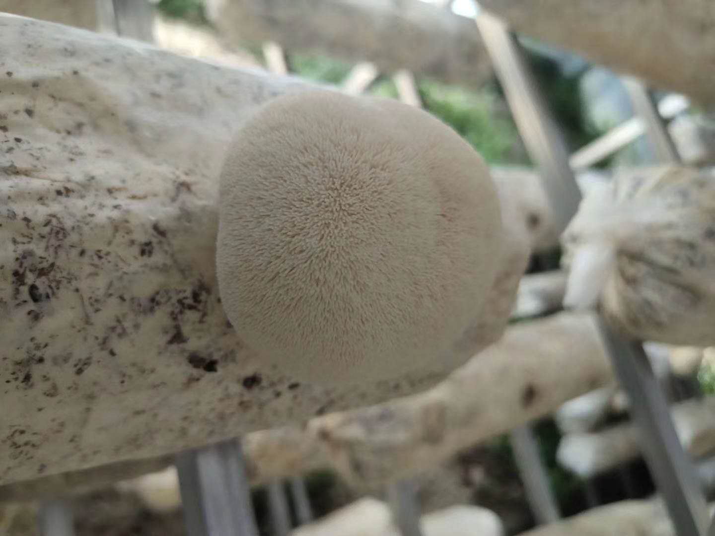 鲜猴头菇 猴哥来了，唐僧在哪里，带走他