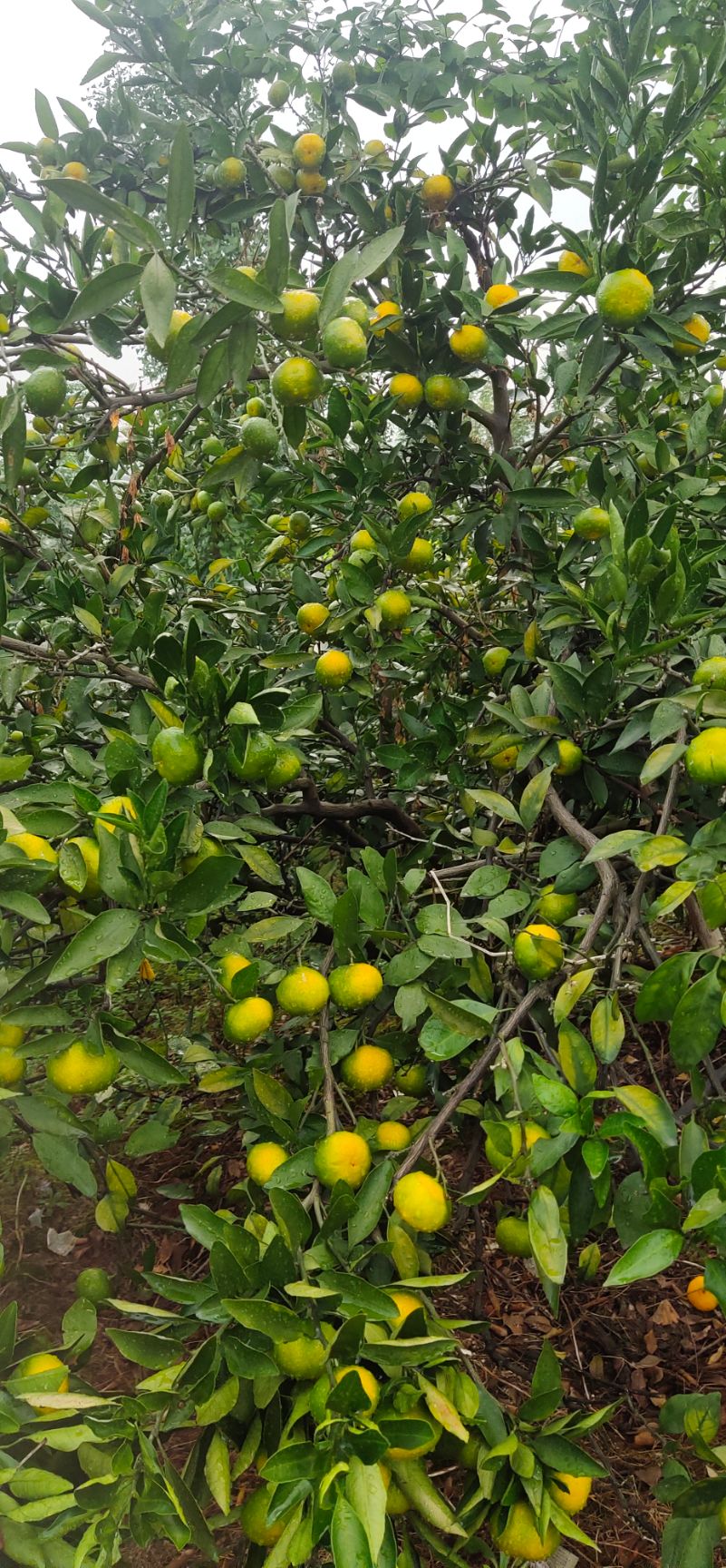 特早蜜桔  特早上市了，口感已经很好了，糖份测试9度左右，市场商机已到。