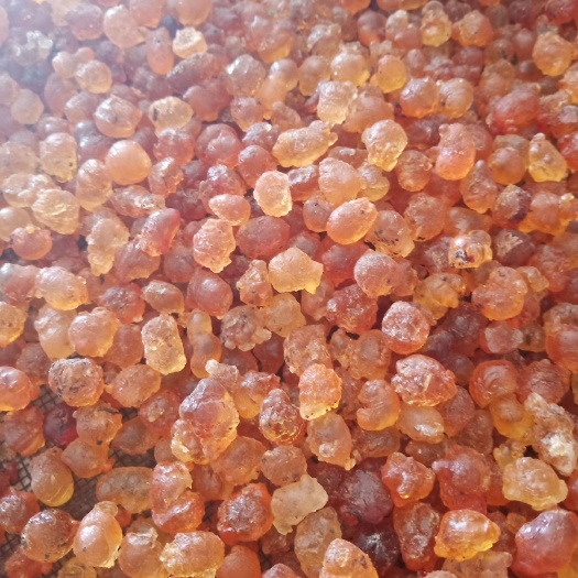 随县食用桃胶  简修1.0－1.5颗粒胶