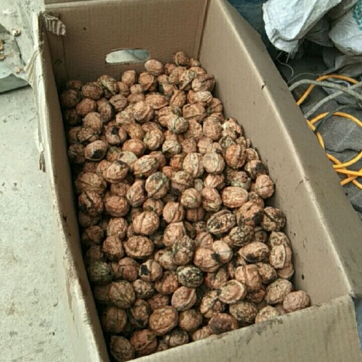 赫章县 50年上下核桃树，核桃仁好