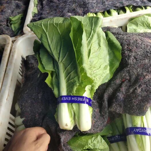 曹县奶白菜  精品快菜大量上市，保质保量。