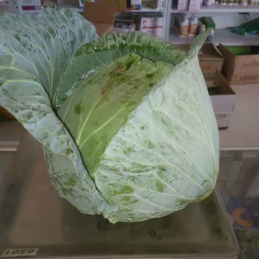 靖远县平包菜  扁包菜大量上市
