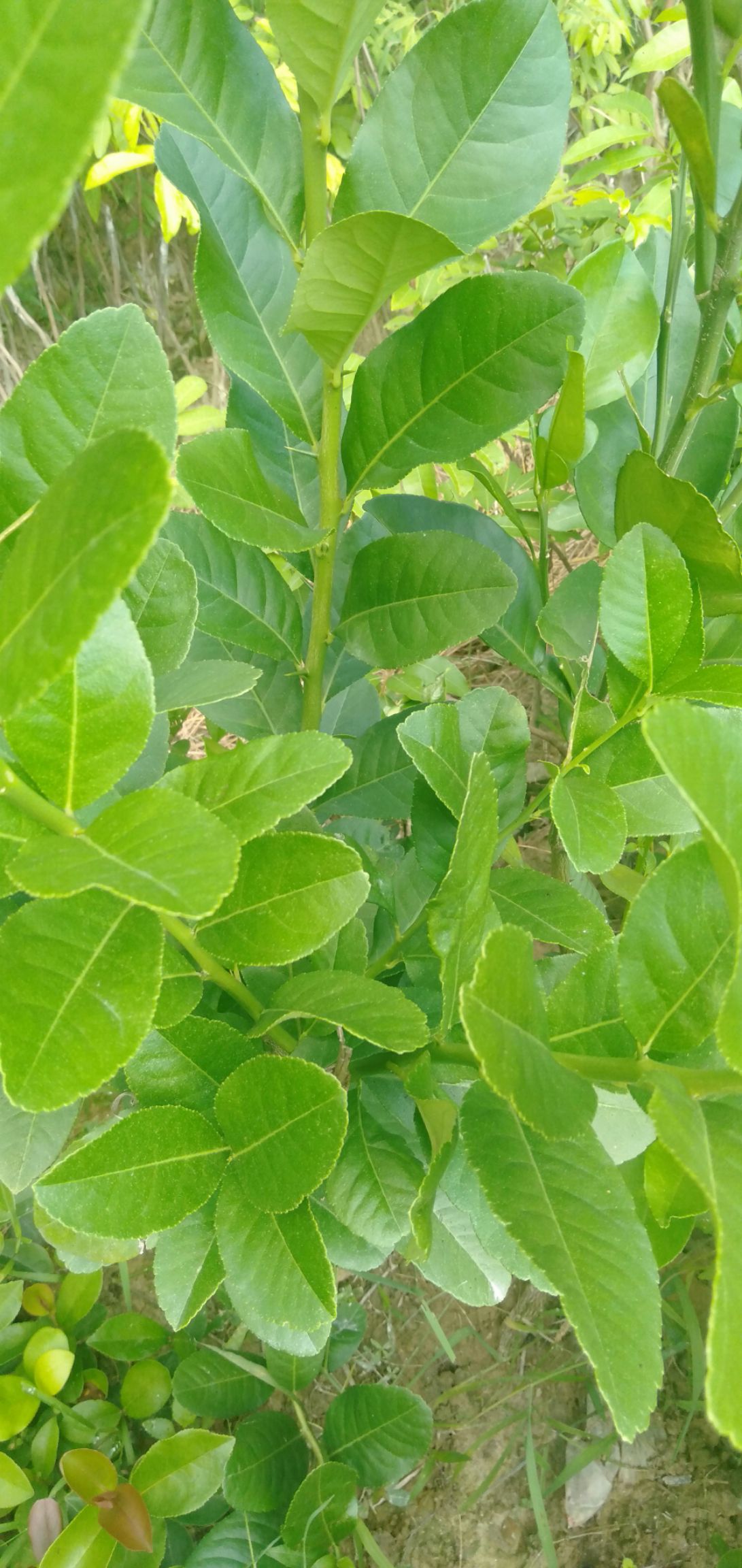 ½ ˮ