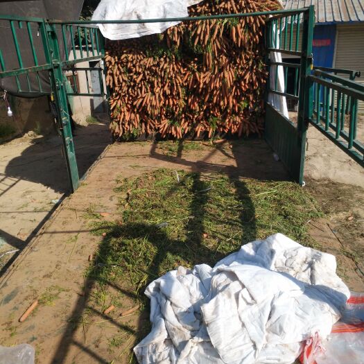 锡林浩特胡萝卜  精品 带叶泥萝卜鲜货，产地直发，大量供货！