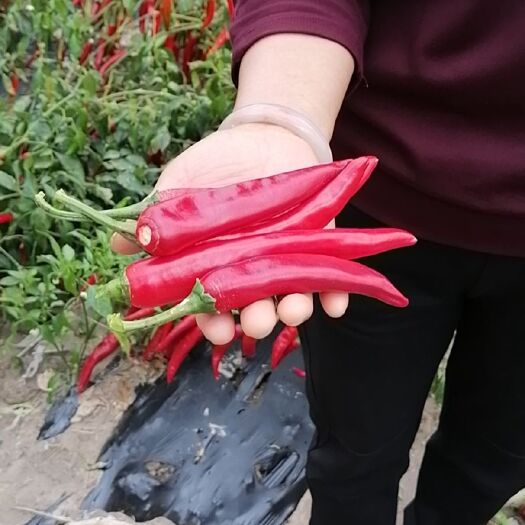 洮南市朝天椒 批发红尖椒1219