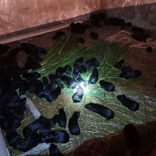 江油市 荷兰猪，荷兰鼠，，，种豚，种苗
