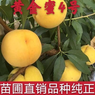 平邑县黄桃树苗  早中熟桃树苗黄桃苗黄金蜜4号桃树苗黄金蜜0号桃树苗锦绣黄桃苗