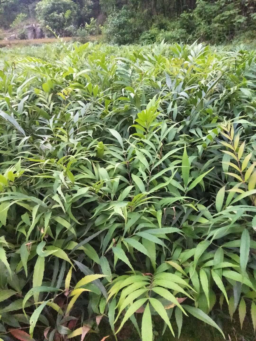 十大功勞  重慶基地批發(fā)年產(chǎn)量200萬(wàn)苗大價(jià)格美麗質(zhì)量好