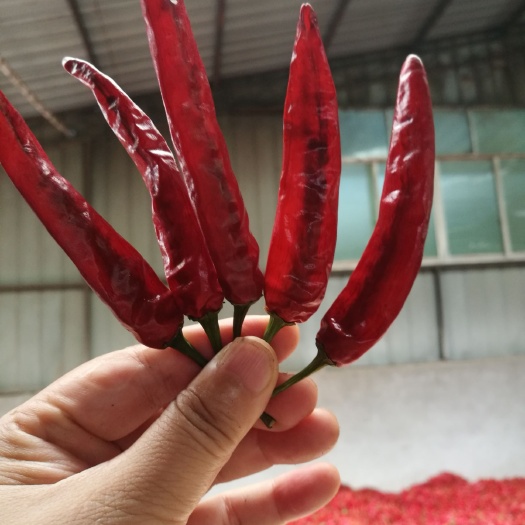 石柱朝天椒干辣椒  石柱红5号辣椒，颜色暗红，火锅用辣椒。
