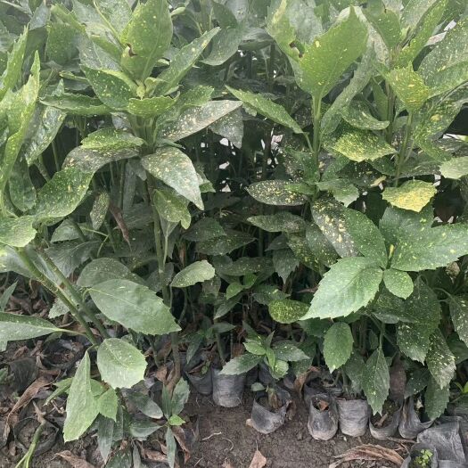成都洒金珊瑚小苗工程苗基地供应