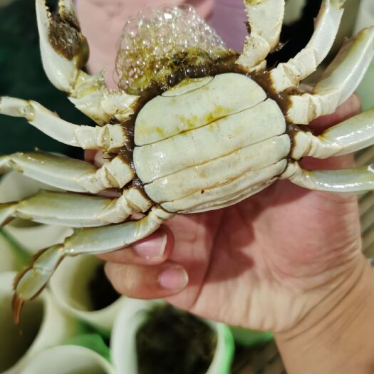 兴化市兴化大闸蟹一件代发
