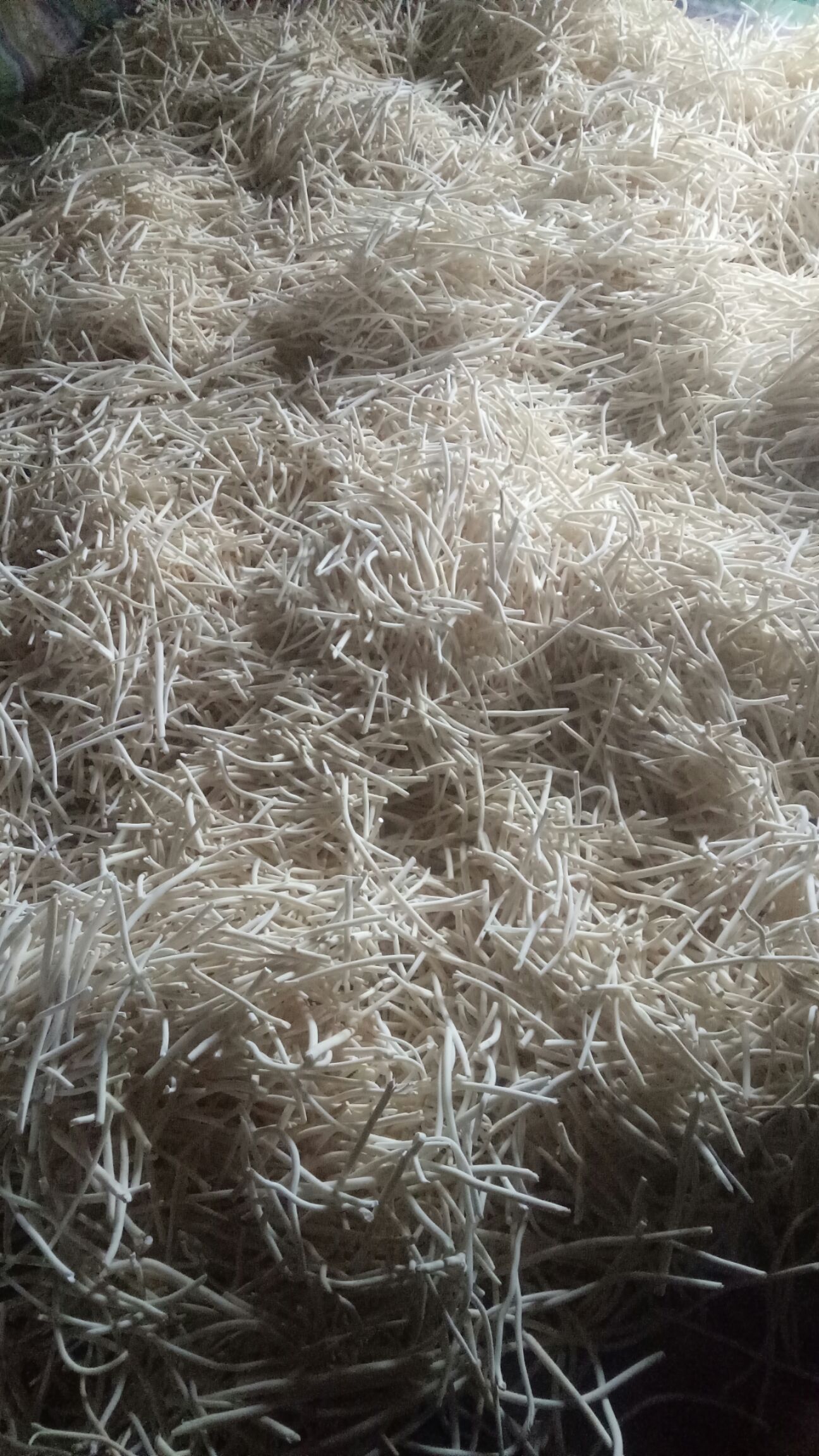  通心草现货，干净白净无杂质懂得下手