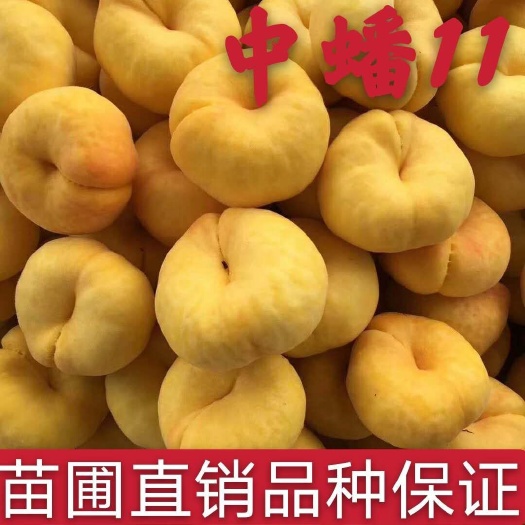 平邑县中蟠11号桃树苗  蟠桃苗中蟠11桃树苗油蟠9桃树苗6－6油蟠桃苗基地直销包品种