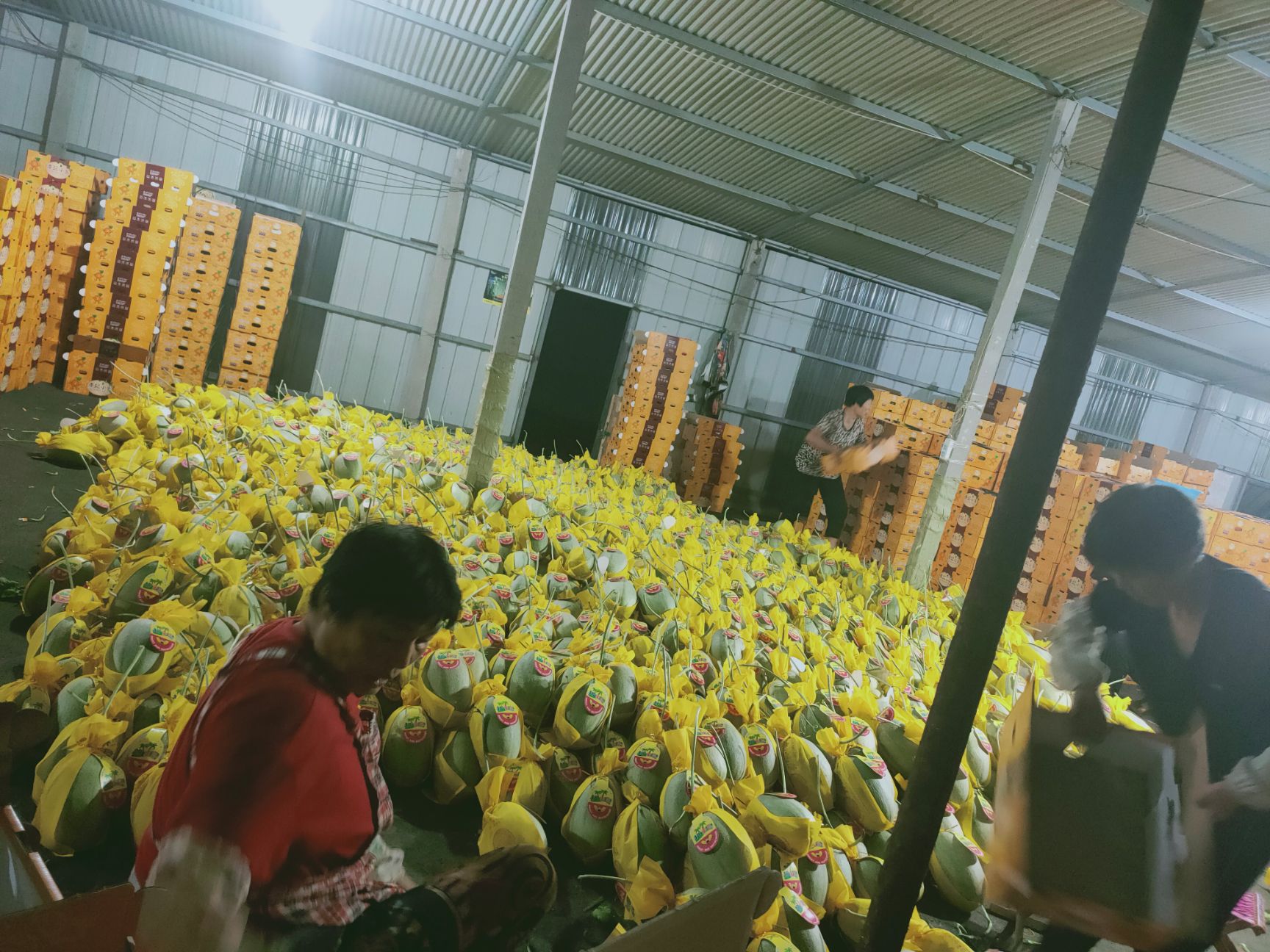 西州蜜25号哈密瓜， 小密25号瓜种植面积大，口感好，