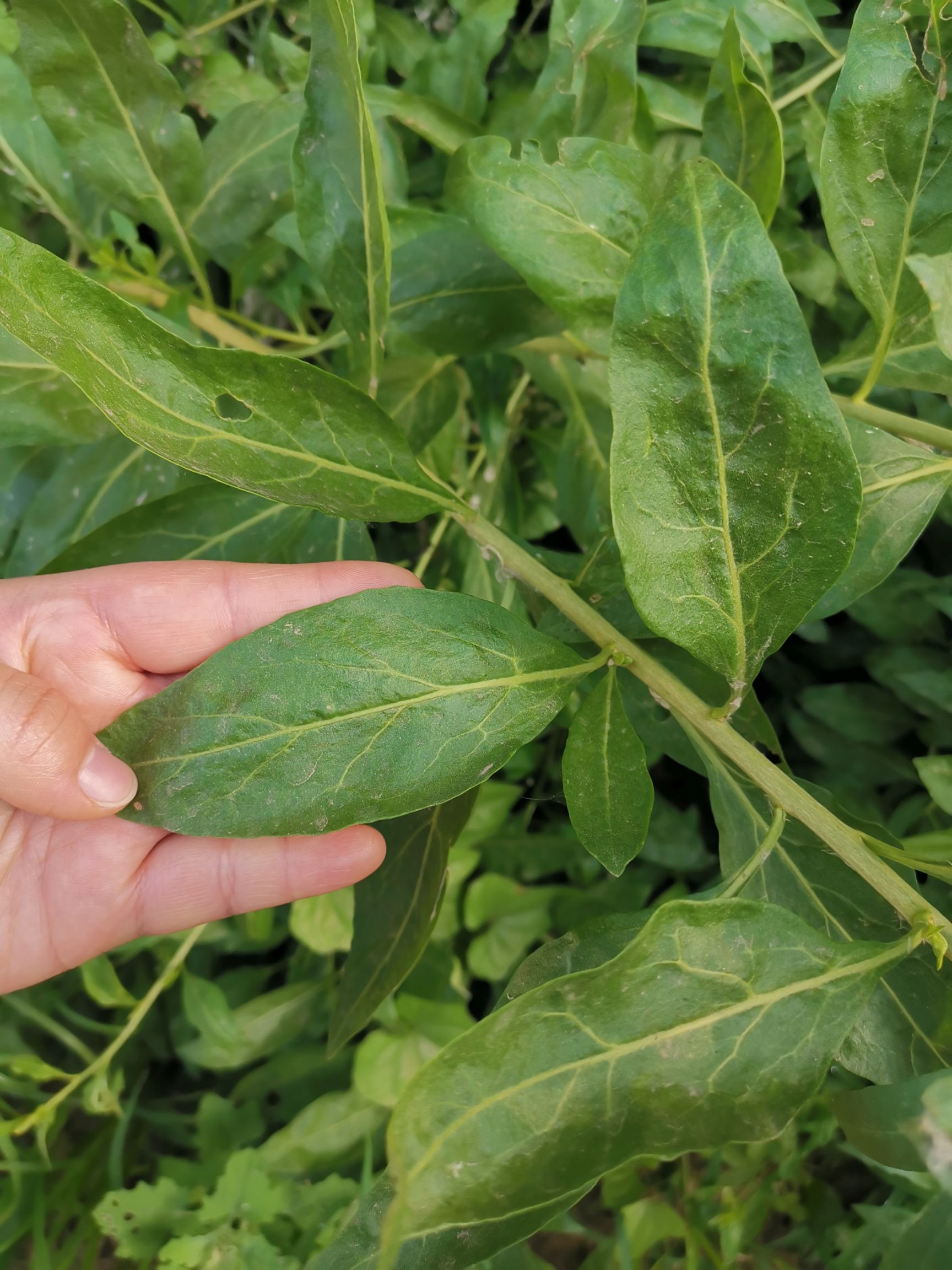 宁夏枸杞种子 叶用枸杞芽种苗蔬菜种子枸杞芽头种籽大叶枸杞苗多次