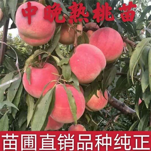 平邑县中晚熟桃树苗嫁接秋彤桃树苗金秋红蜜桃树苗秋甜桃苗品种纯正