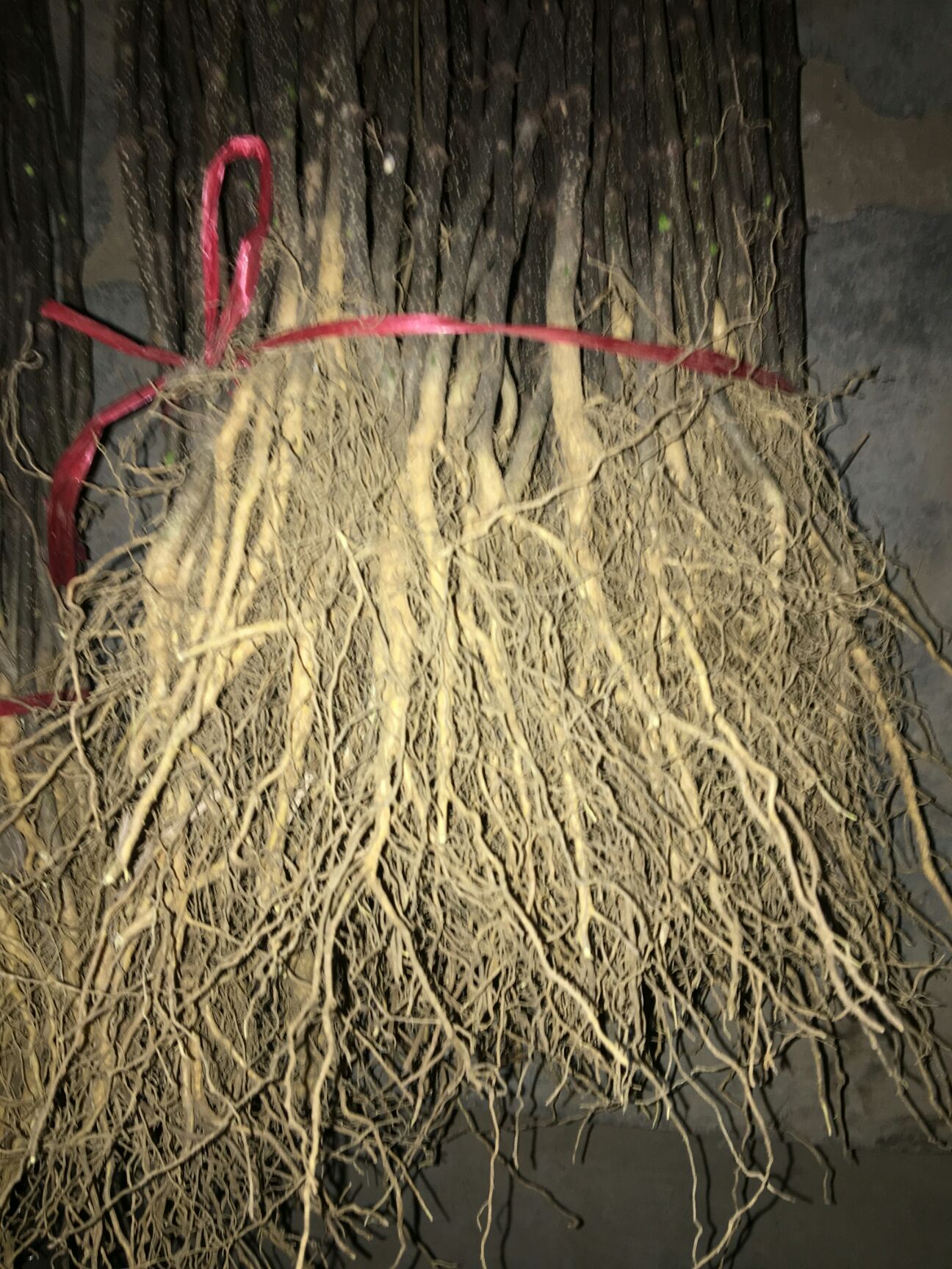 大红袍花椒苗  大红袍花椒芽苗现季节种植。