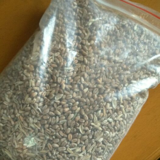 太原混合小麦  自拍粮低价出让！