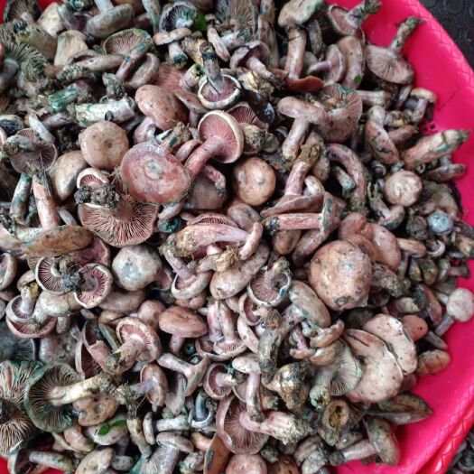 铜仁松树菌 乌菌～精品