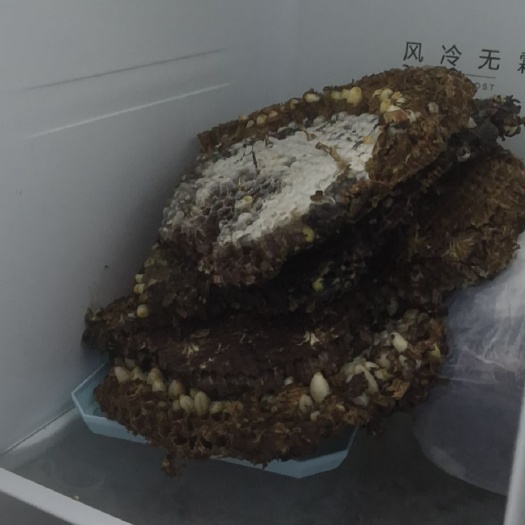 汉源县马蜂蛹 蜂蛹