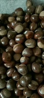 蒙阴县油栗 6-12个月