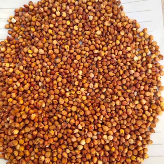 沧县红缨子高粱 红樱子高粱净粮，脱壳，过筛，装袋。2.2一斤，欢迎咨询